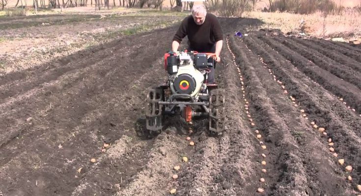 Как сажать картофель под мотоблок