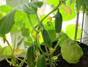 Как вырастить огурцы на подоконнике?